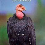 California Condor