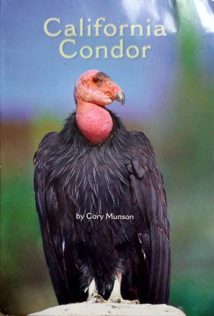 California Condor