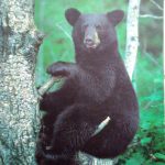 Black Bear
