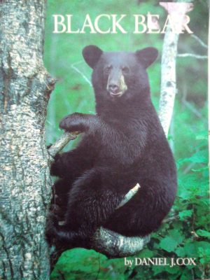 Black Bear