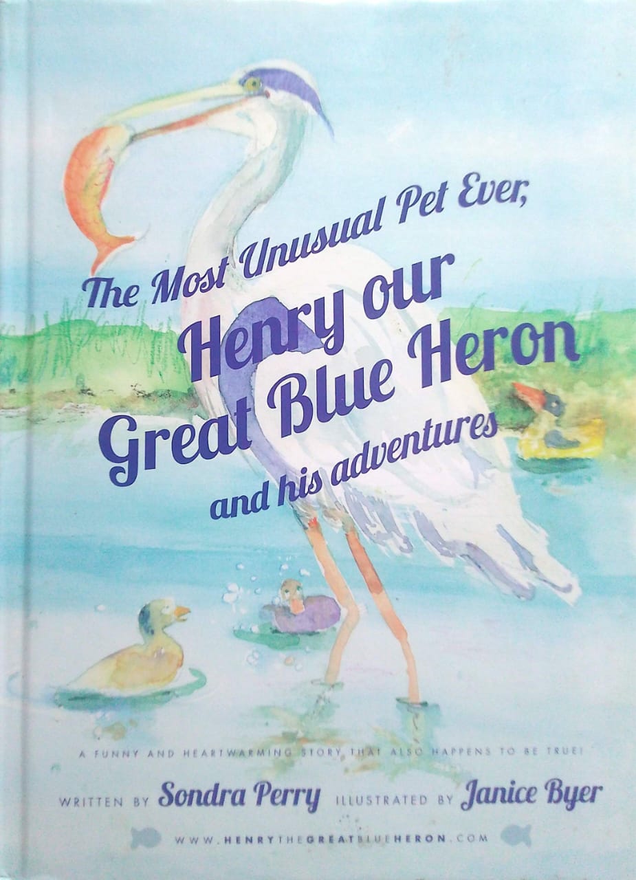 Henry our Great Blue Heron and his adventures